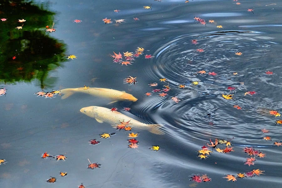 Koi carp with autumn leaves